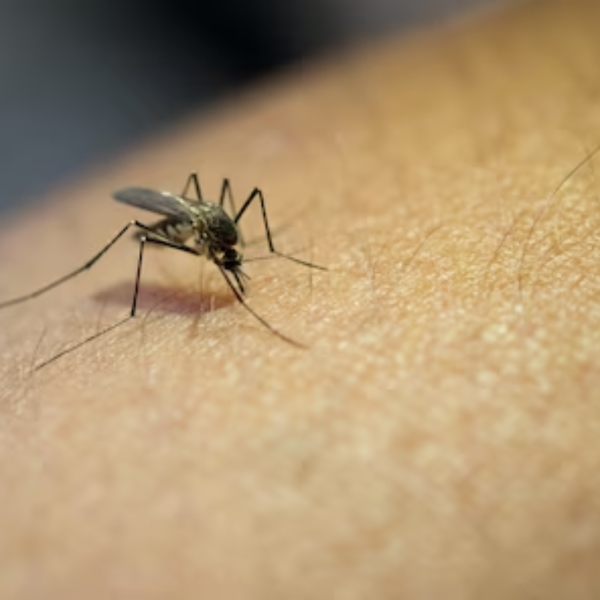 boletim da dengue registra mais de 8 mil casos no paraná