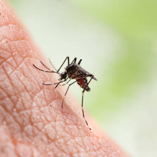 Dengue causa ereção de 18 horas em jovem de 17 anos; entenda