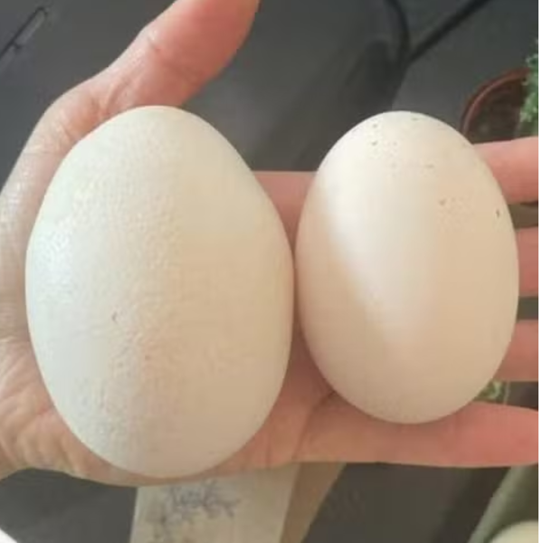 VÍDEO: Galinha choca ovo gigante com outro ovo dentro
