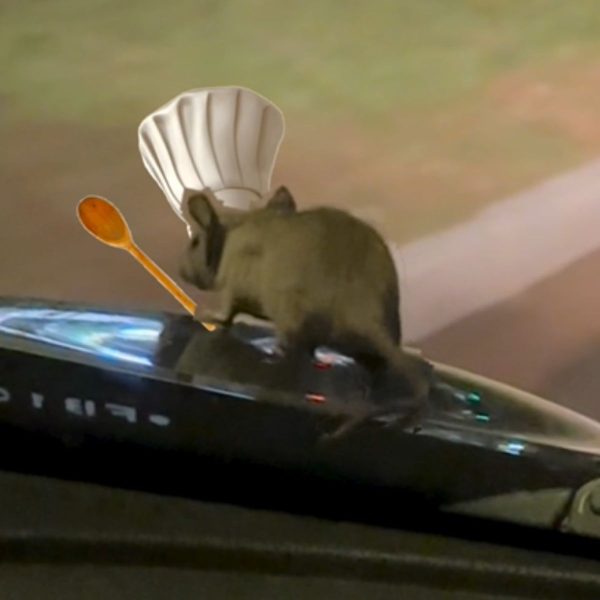 Rato pega carona em carro e viraliza