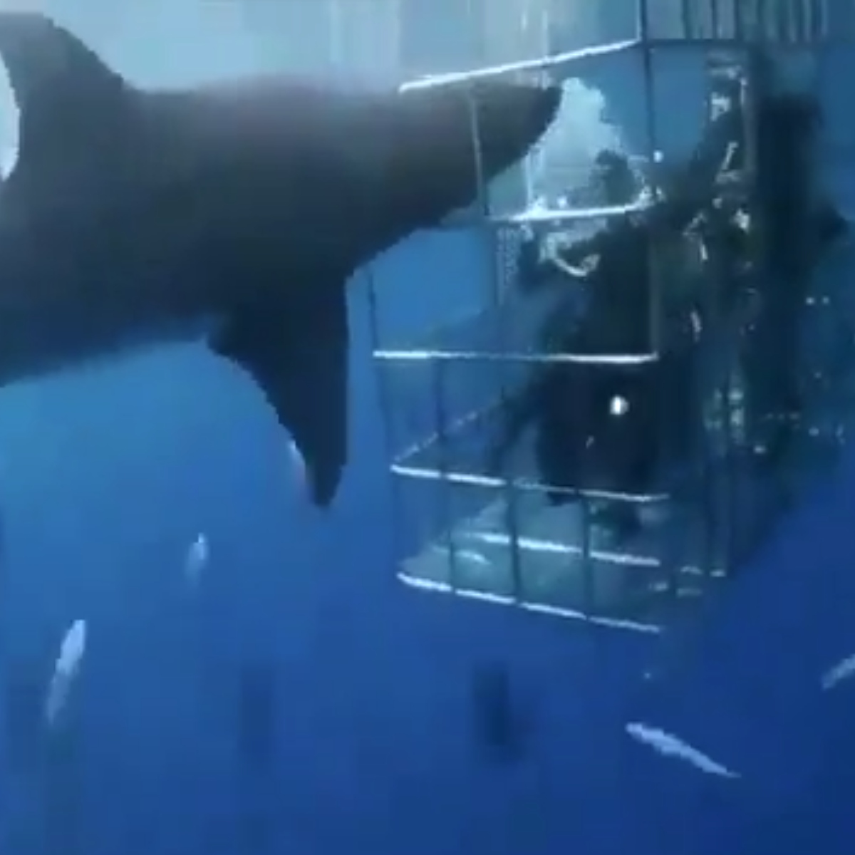 VÍDEO: Tubarão ataca mergulhadores em gaiola, prende a cabeça e morre