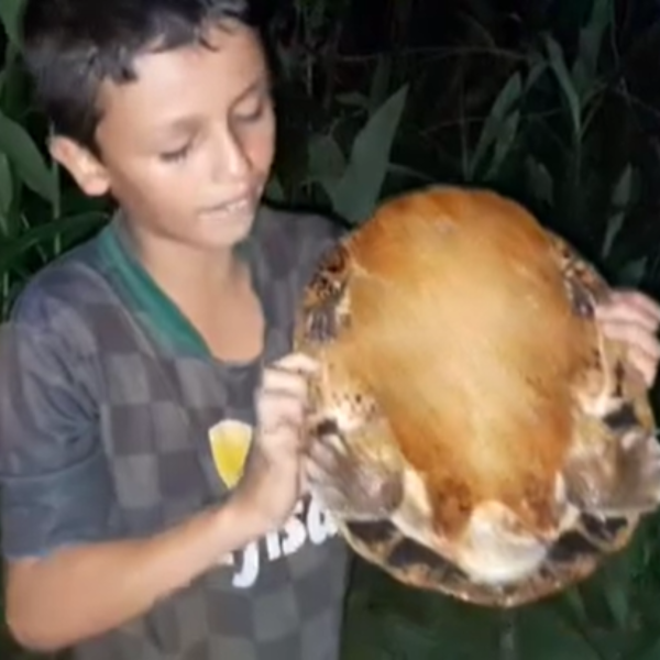 joão pedro usa animais selvagens para brincar em rondônia
