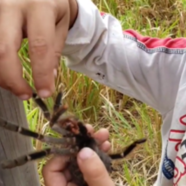 joão pedro usa animais selvagens para brincar em rondônia