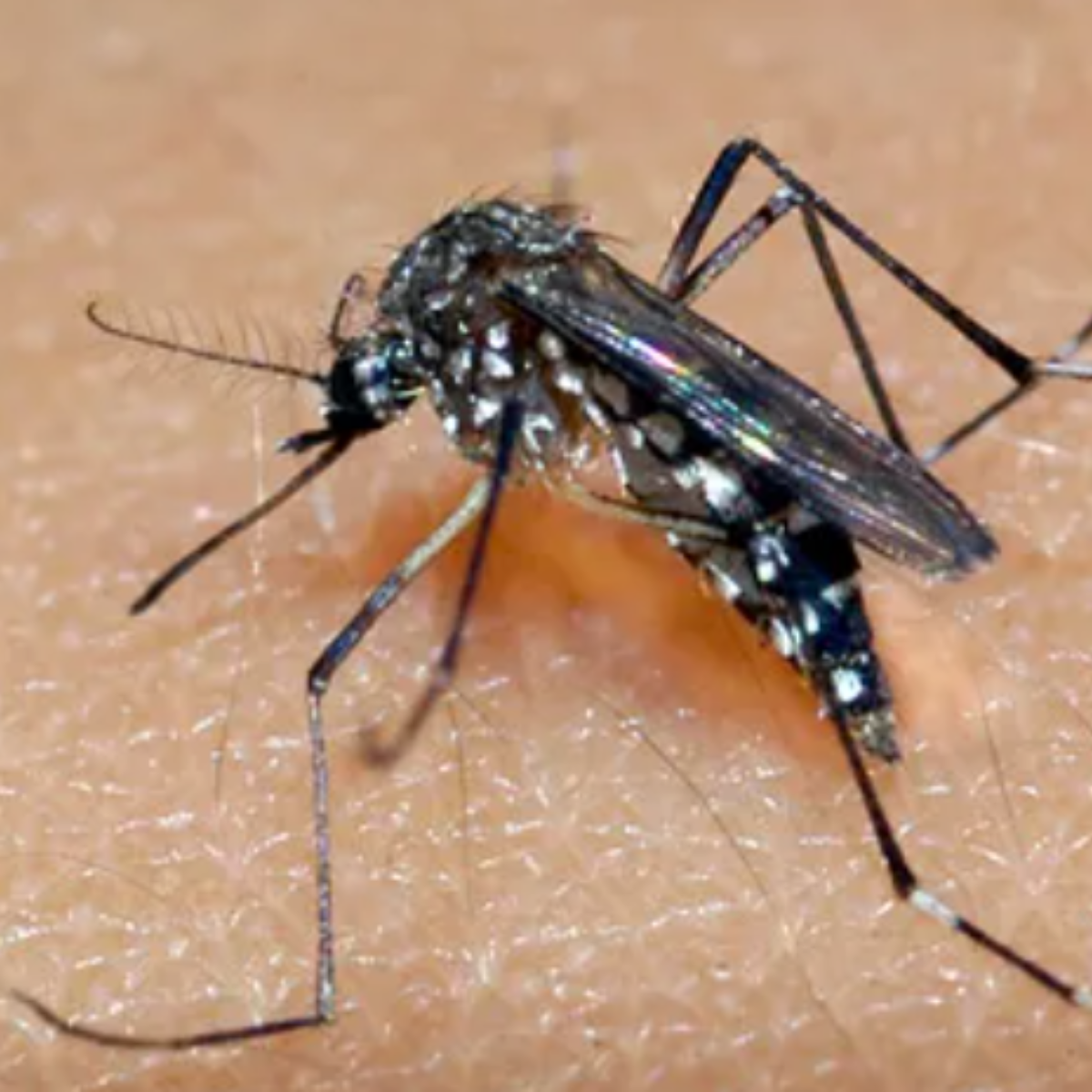 Vacina da dengue Apucarana