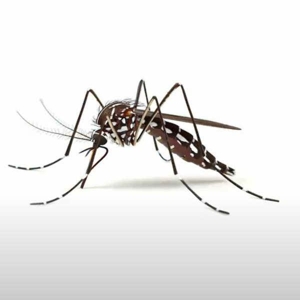  Londrina chega a 16 mortes por dengue em 2024 