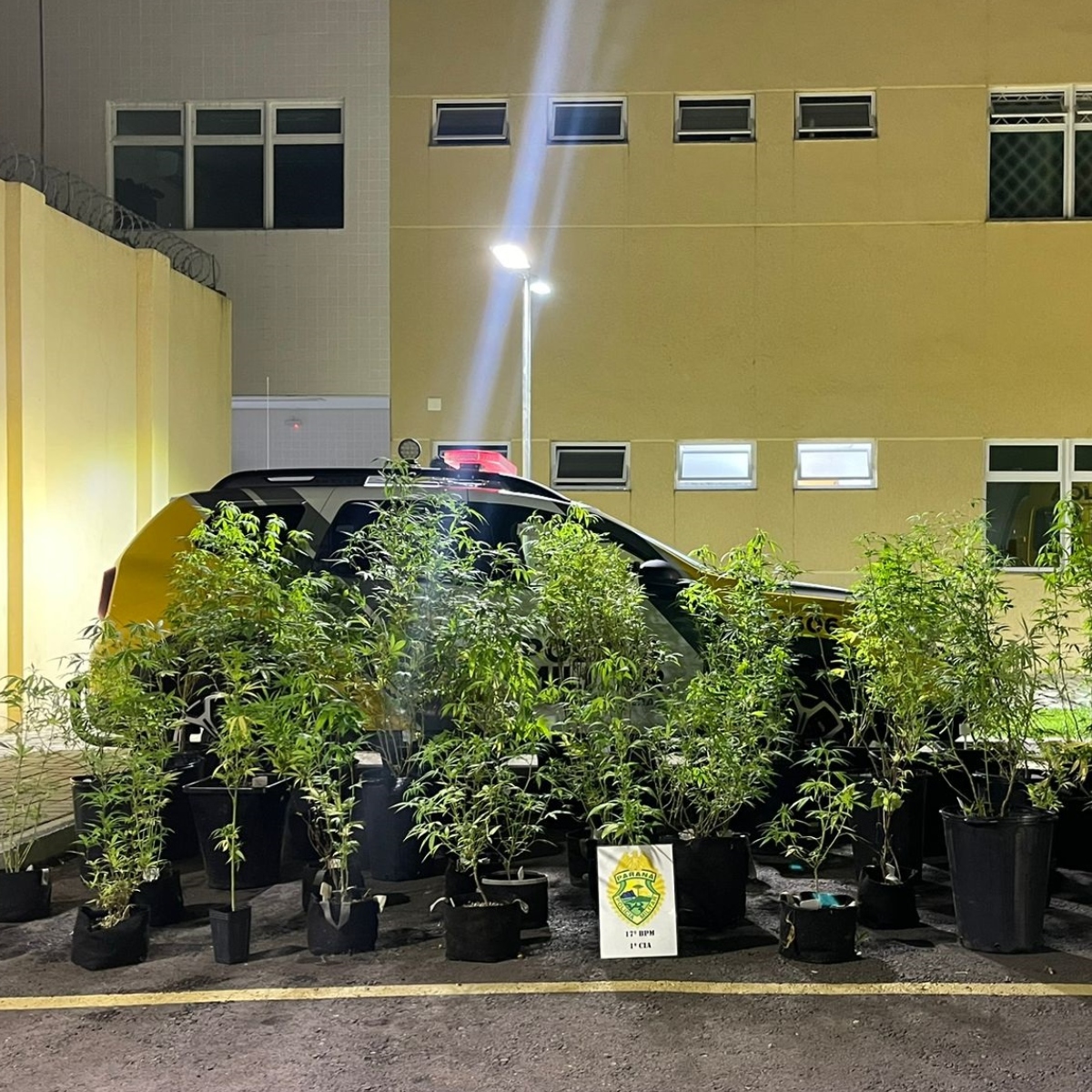  O cultivo ilegal dos pés de maconha foram descortos pela Polícia Militar do Paraná (PMPR) nesta quarta-feira (20). (Foto: PMPR) 