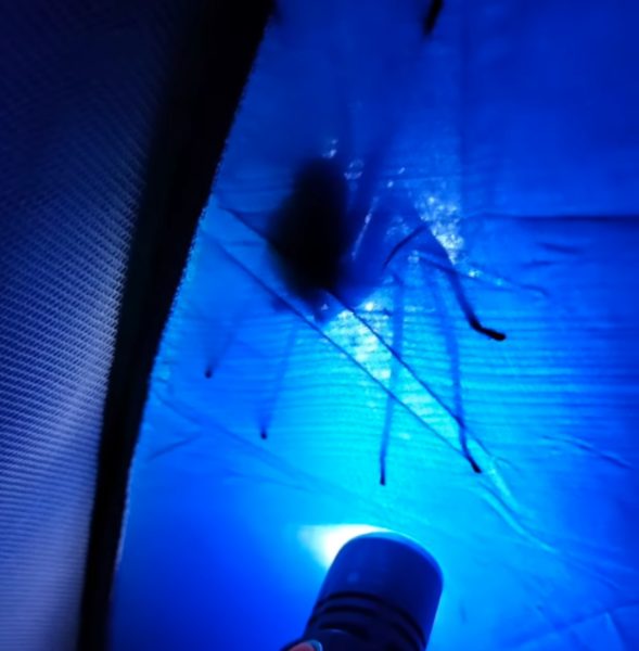 VÍDEO: Homem encontra aranha gigante em teto de barraca