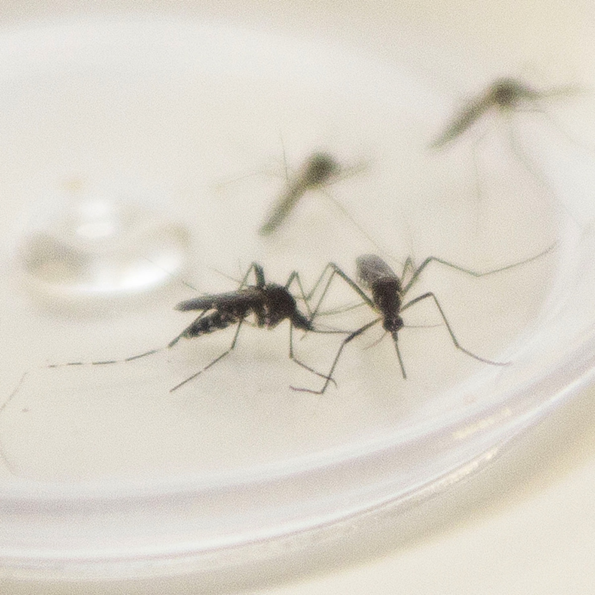 armadilha para capturar mosquito da dengue (1)