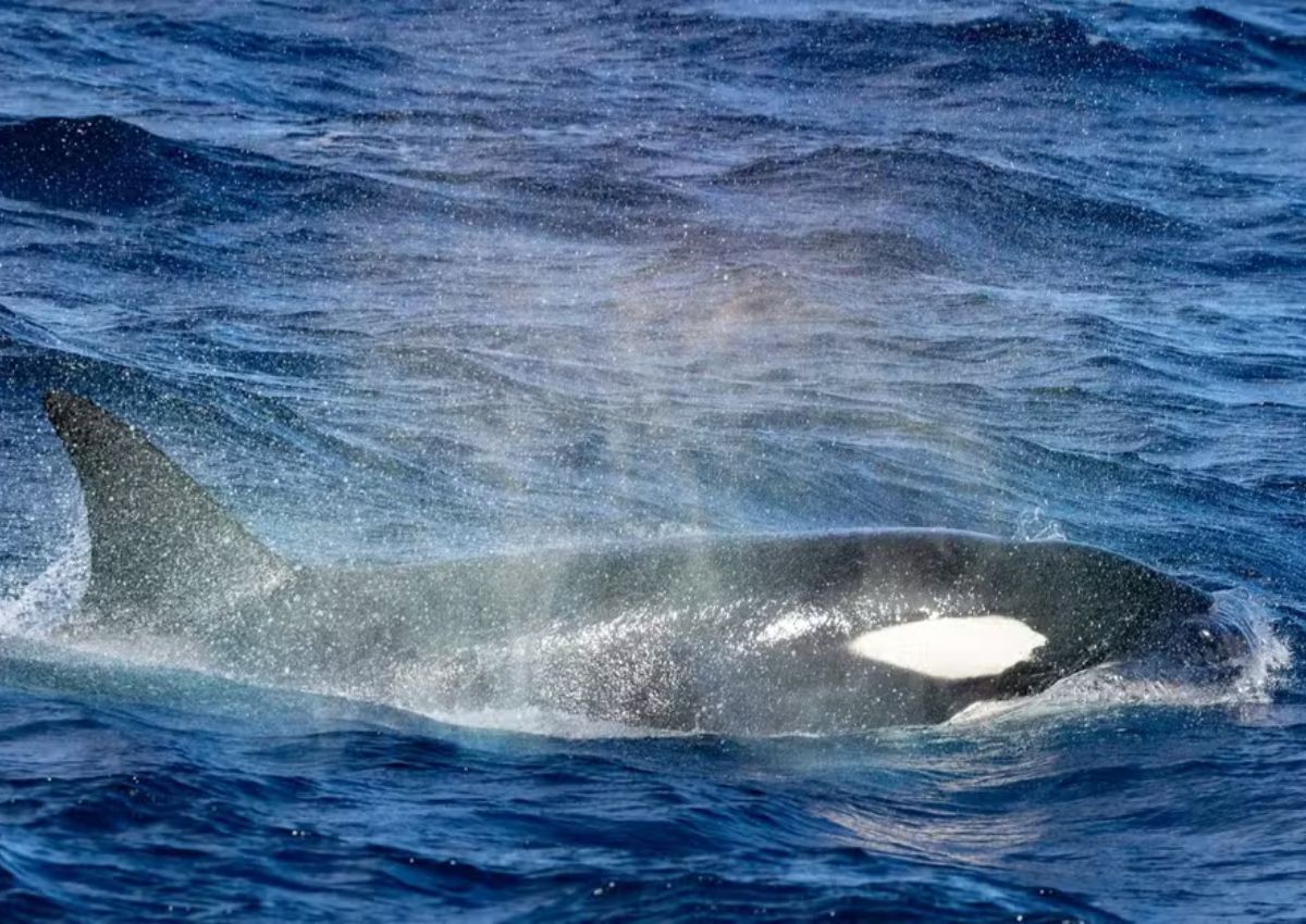 Baleias orcas são caçadoras implacáveis e estavam atrás de filhote de cachalote