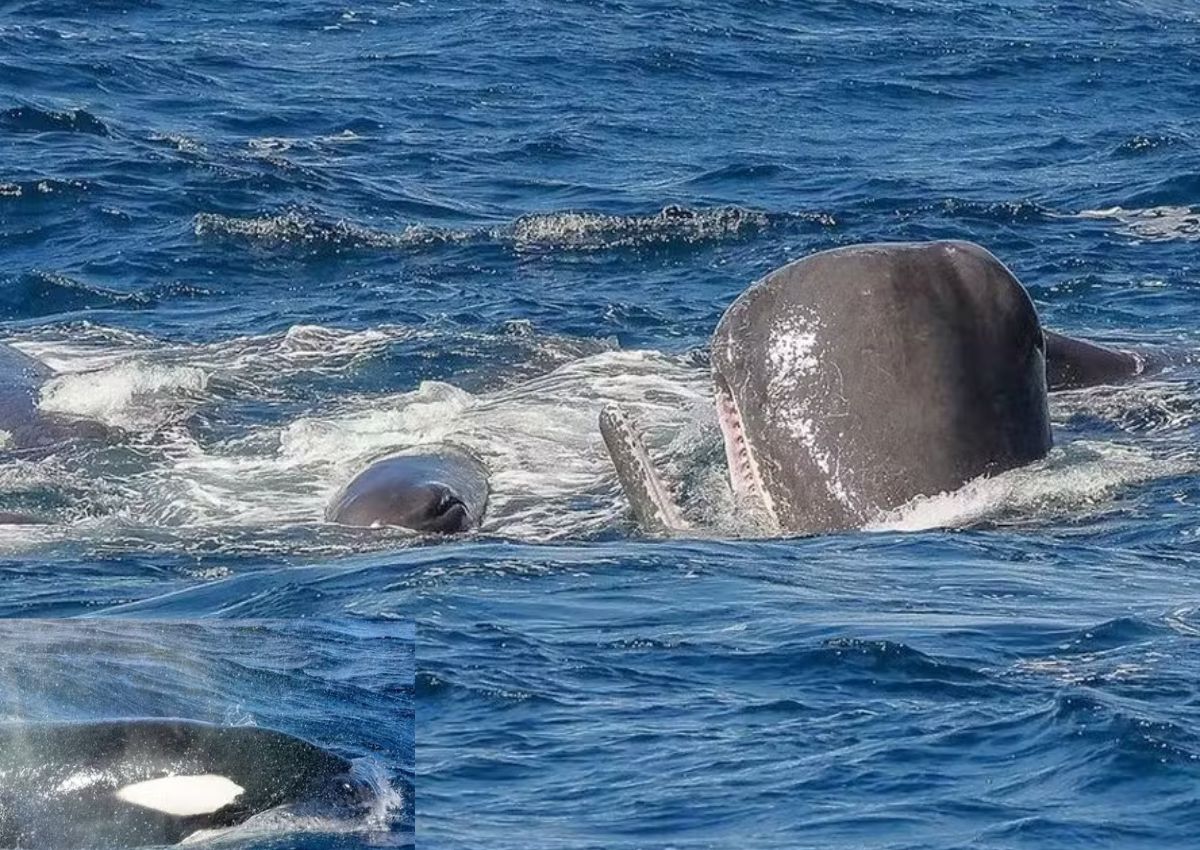 Baleia cachalote tenta proteger o filhote do ataque de orcas