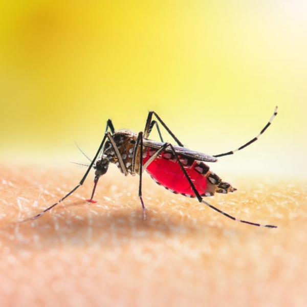  Boletim da dengue norte do Paraná 