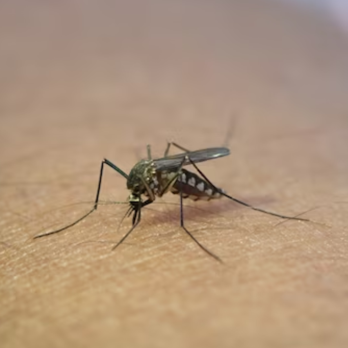  boletim da sesa dengue no Paraná 