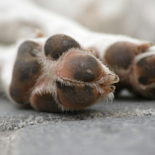 homem mata filhotes de cachorro paraná