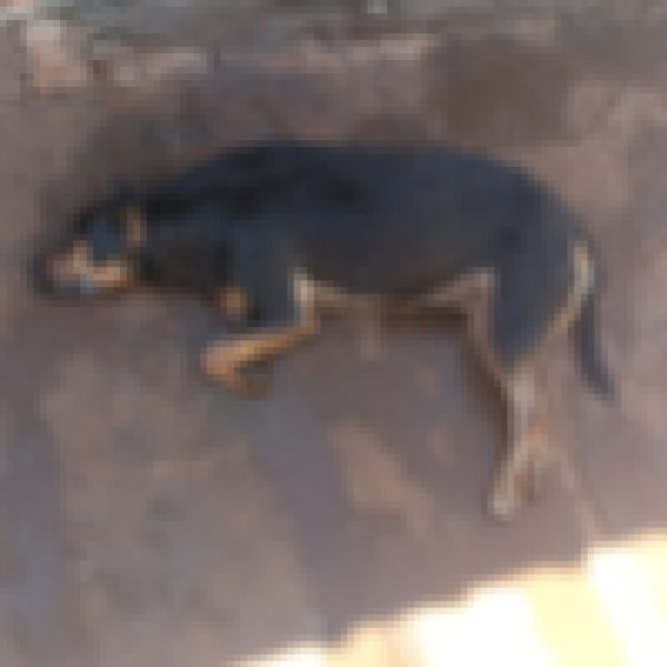 pitbull morto após ataque