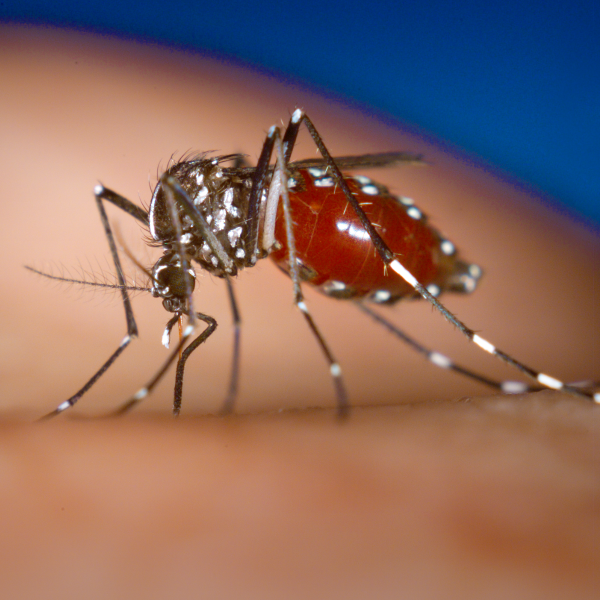 Região de Londrina lidera mortes por dengue