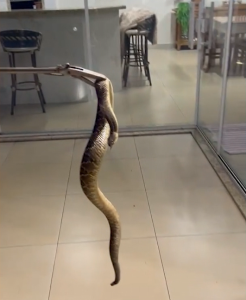 Cobra cascavel é capturada dentro de residência no Paraná