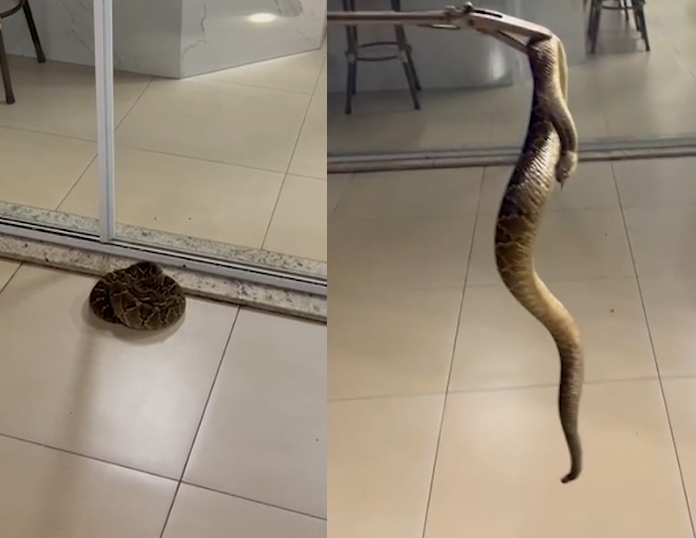  Cobra cascavel é capturada dentro de residência no Paraná 
