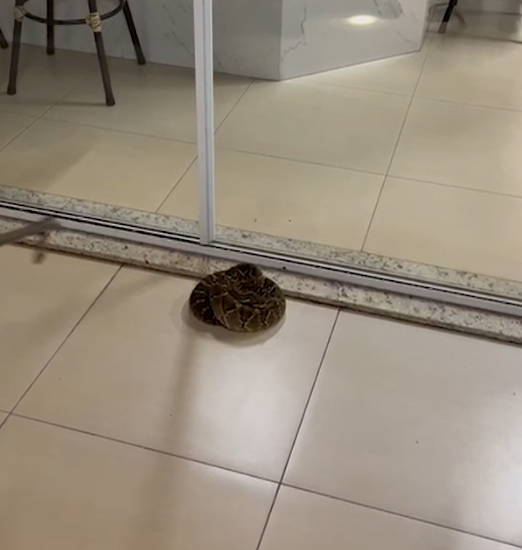 Cobra cascavel é capturada dentro de residência no Paraná