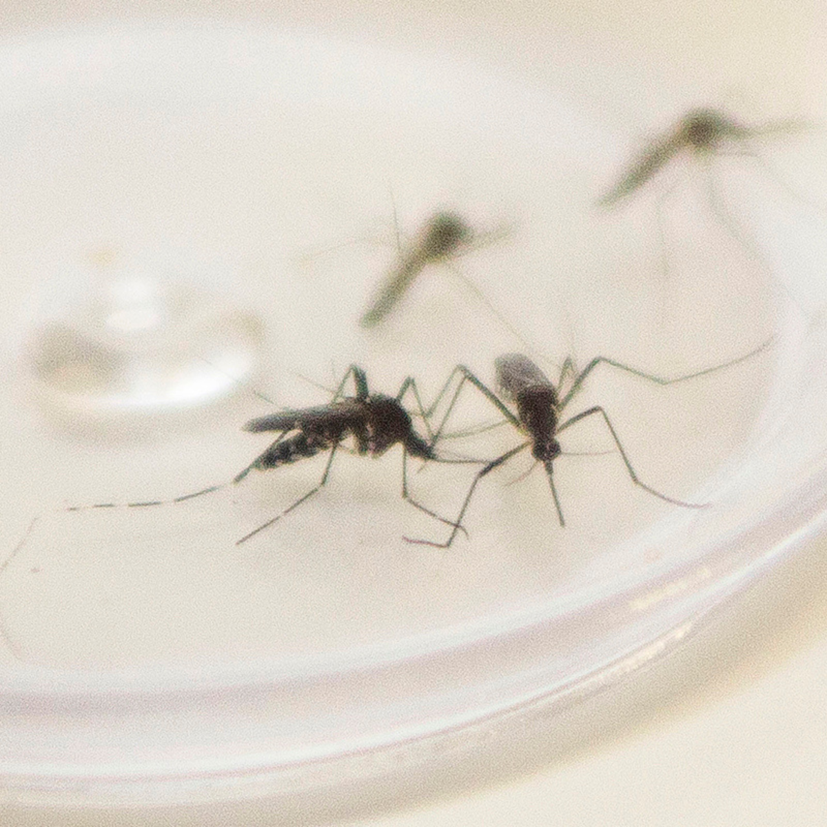  Quase 12 mil casos de dengue confirmados em Apucarana 