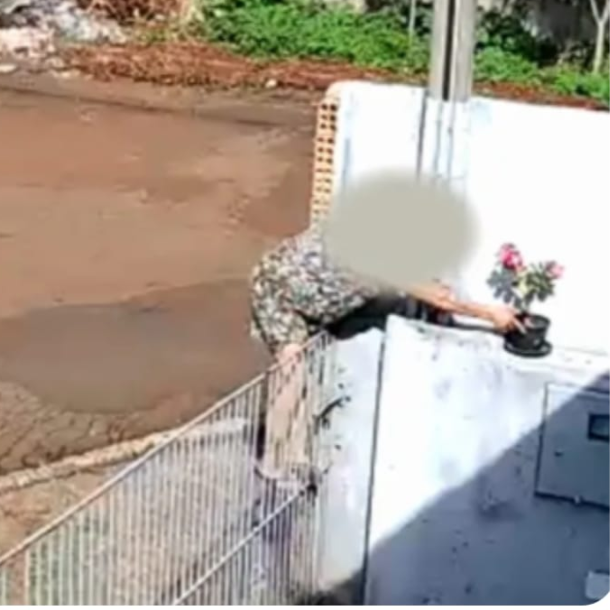  mulher furta planta em muro 