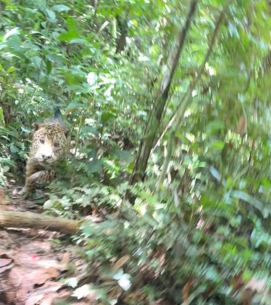 VÍDEO: Guia turístico é atacado por onça-pintada na Amazônia