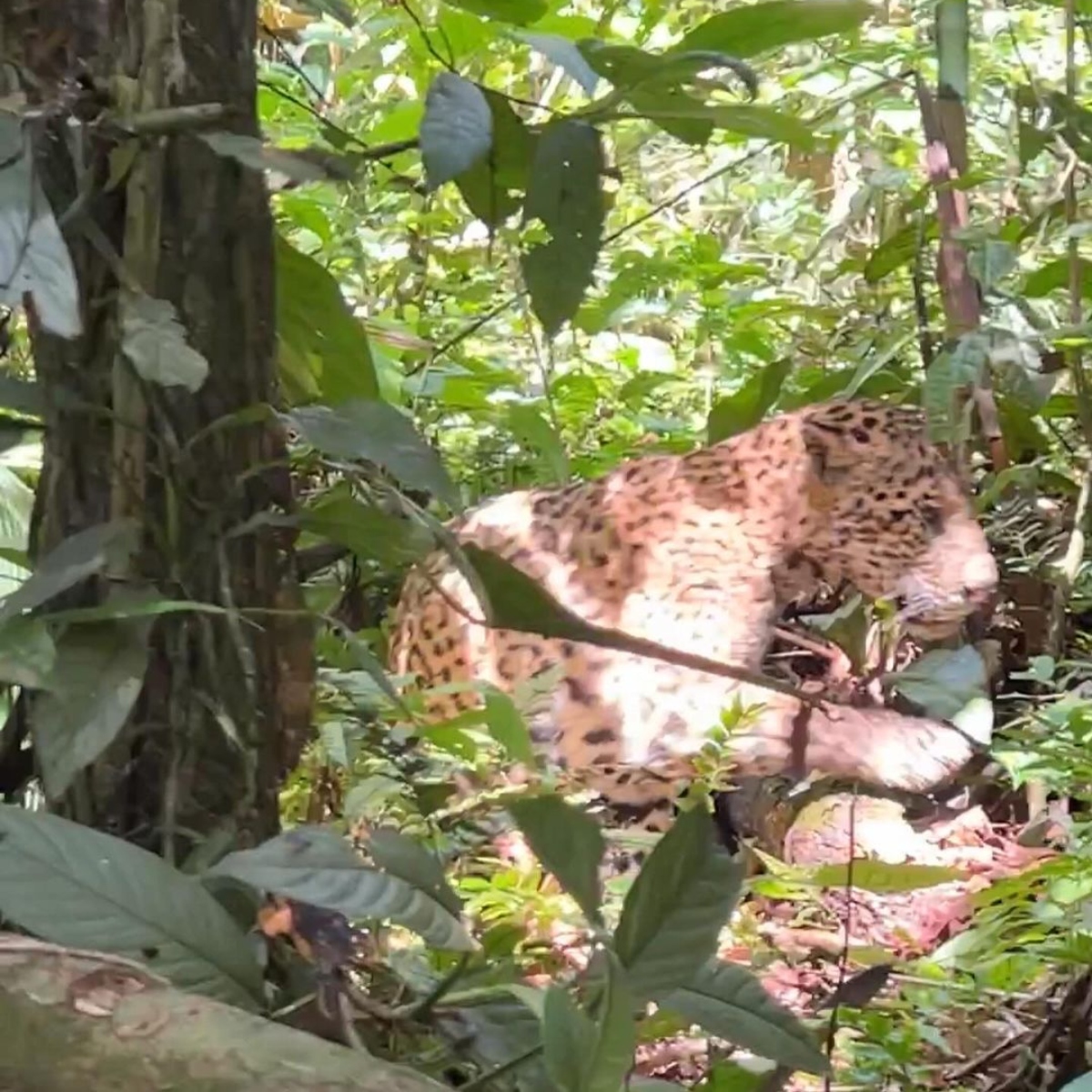  VÍDEO: Guia turístico é atacado por onça-pintada na Amazônia 