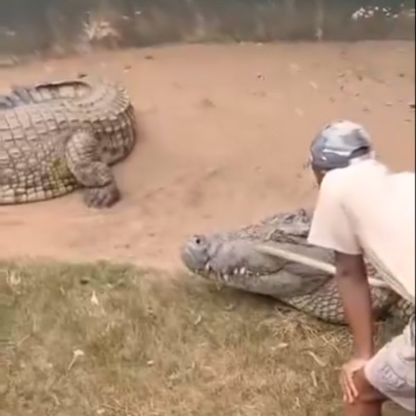 VÍDEO: Homem é atacado por crocodilo fica gravemente ferido mas sobrevive