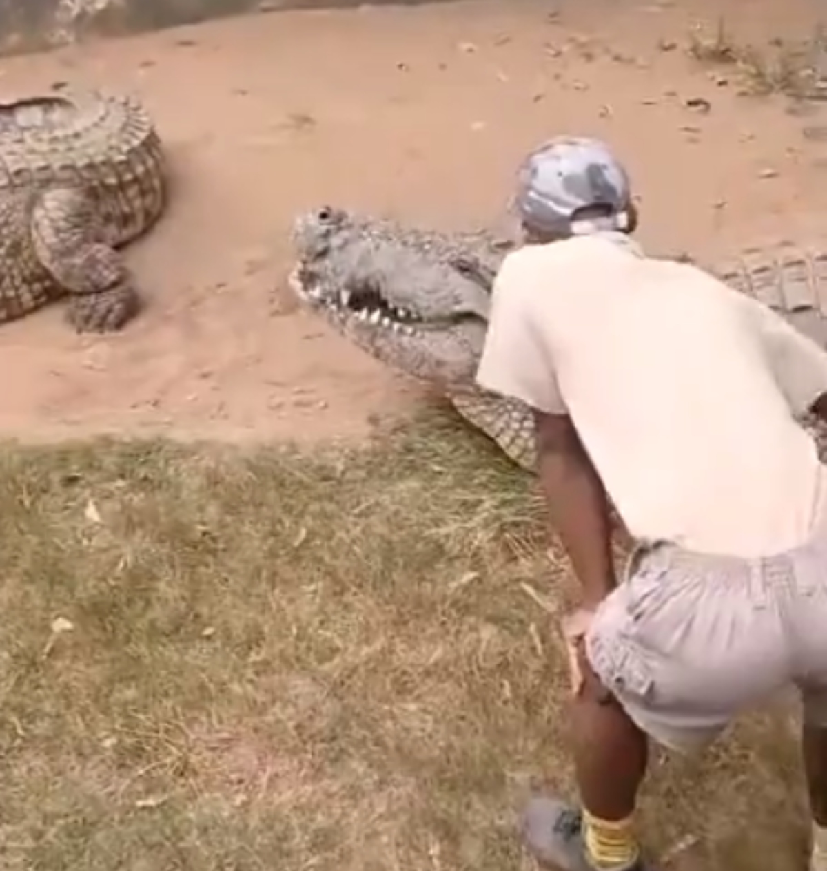  VÍDEO: Homem é atacado por crocodilo fica gravemente ferido mas sobrevive 