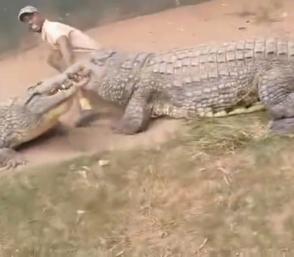 VÍDEO: Homem é atacado por crocodilo fica gravemente ferido mas sobrevive