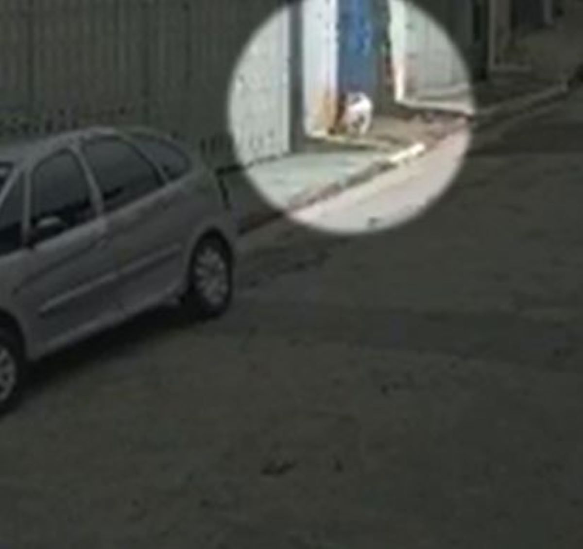  câmera registra ataque pitbull 
