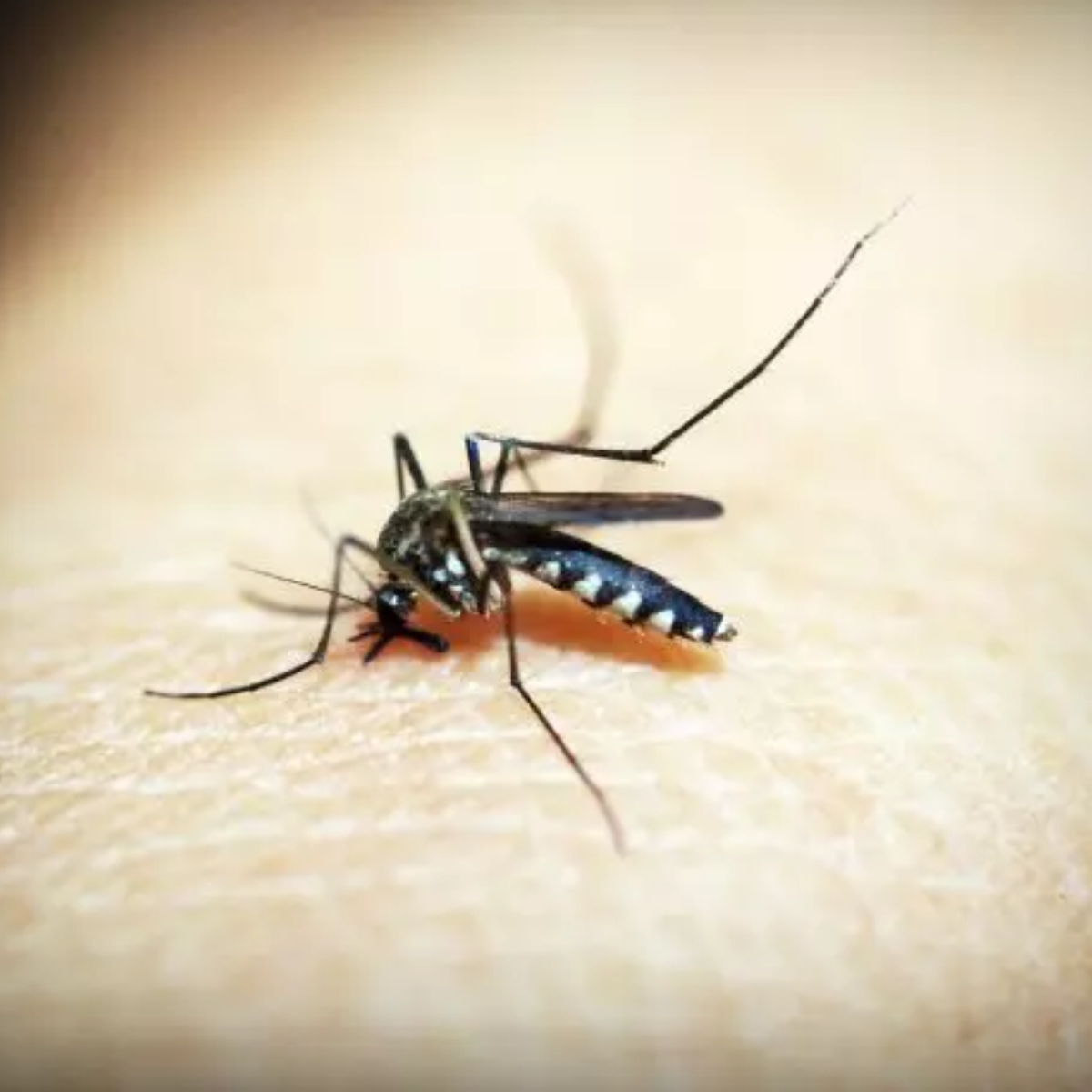  idoso vítima de dengue rolândia 