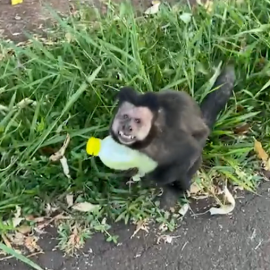 macaco 'rouba' caldo de cana em parque de Maringá e repercute na web