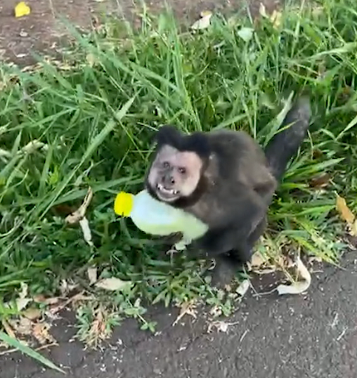  macaco 'rouba' caldo de cana em parque de Maringá e repercute na web 