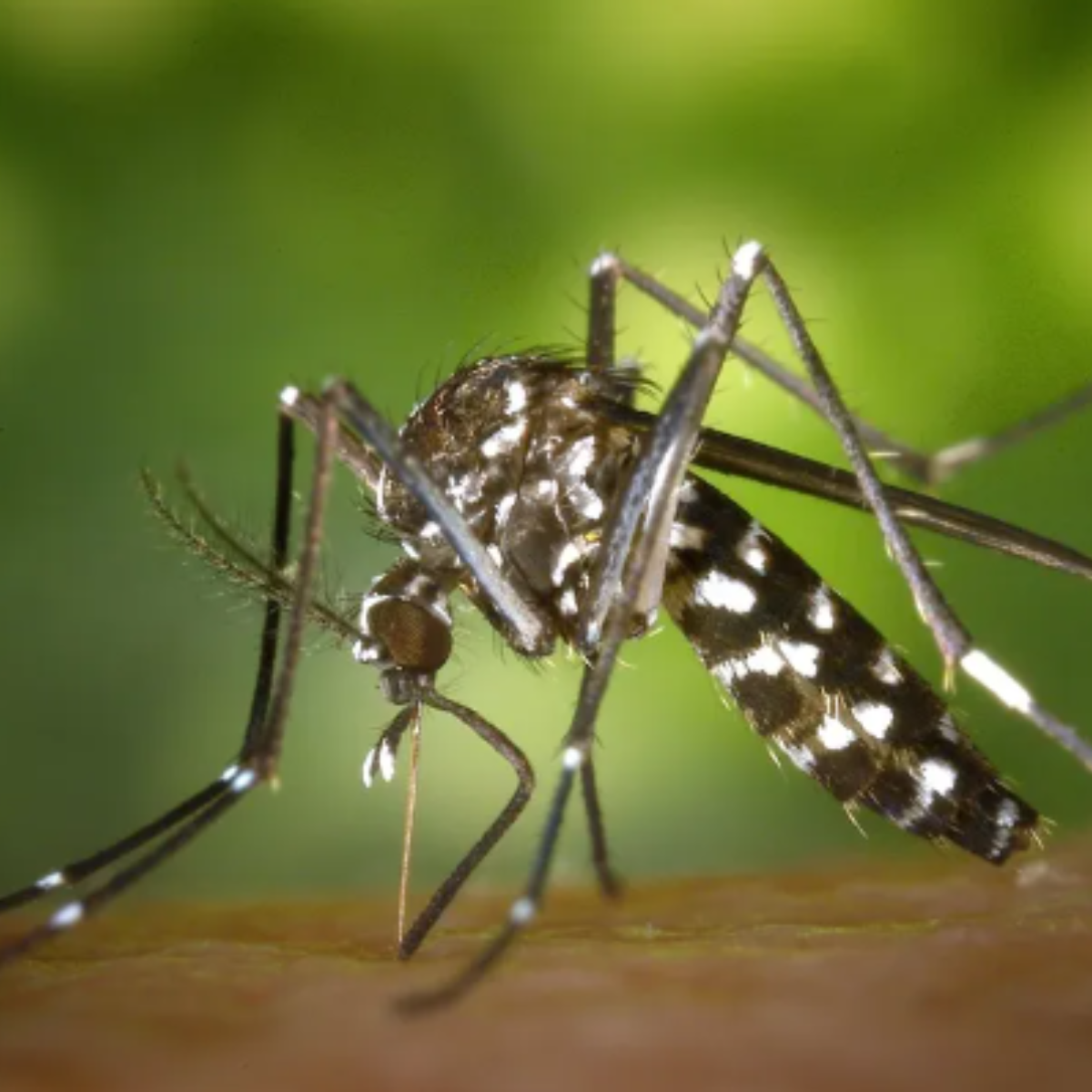  Mais quatro mortes por dengue registradas em Londrina 