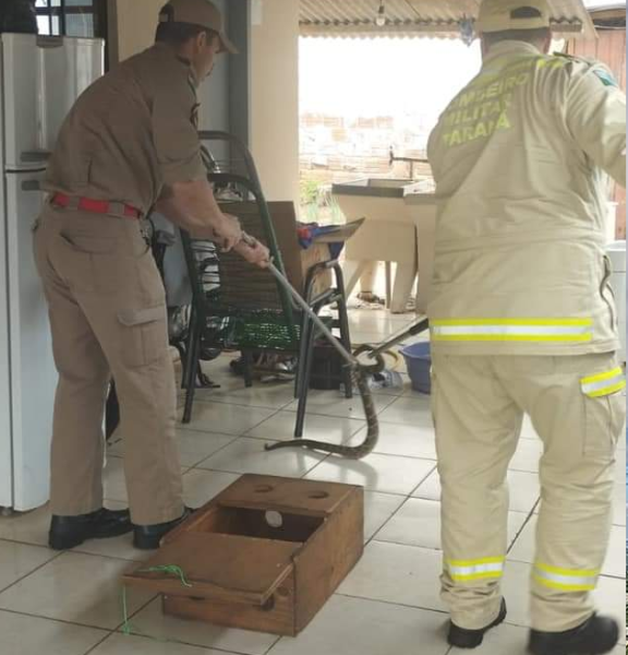  Moradora encontra cobra cascavel atrás de geladeira no Paraná 