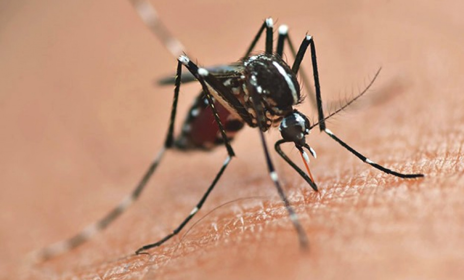  mosquito da dengue 