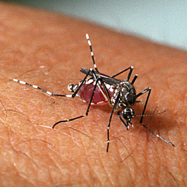  casos de dengue no Paraná 