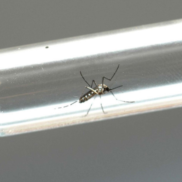  17ª RS de Londrina registra maior número de mortes por dengue no PR 
