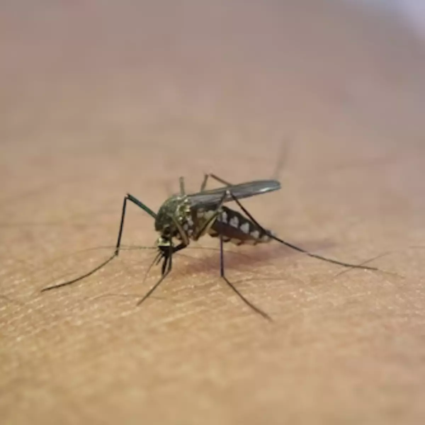 mortes de dengue no Paraná