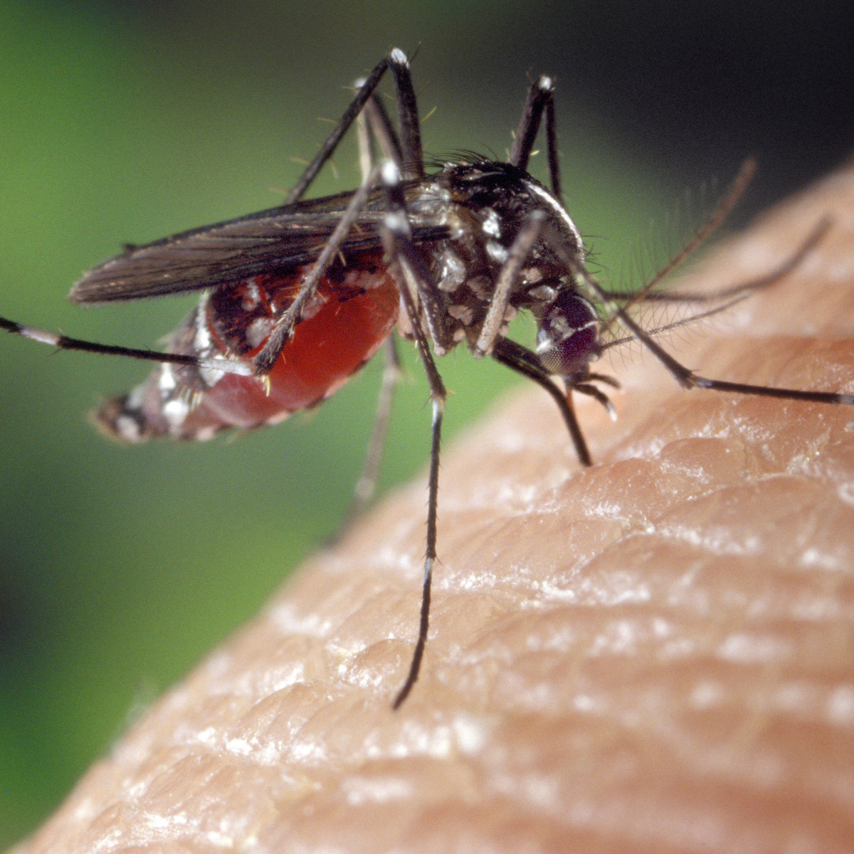  Primeiro caso de chikungunya Londrina 