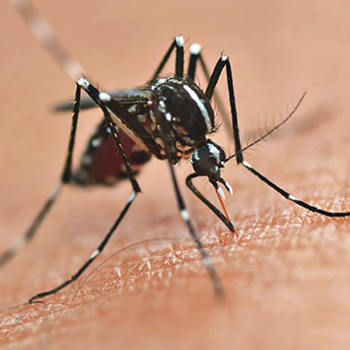  Casos de dengue dobram em Foz do Iguaçu 