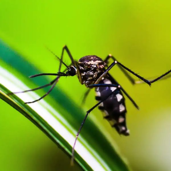  morte dengue toledo 