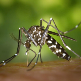 novas mortes por dengue no Paraná