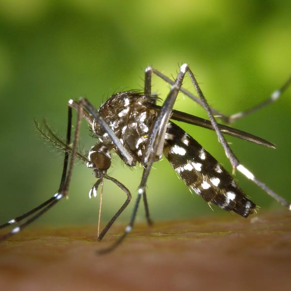  novas mortes por dengue no Paraná 