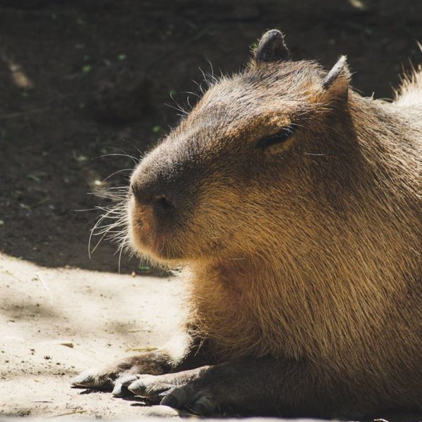 Capivara dorme no ponto e onça põe a mesa