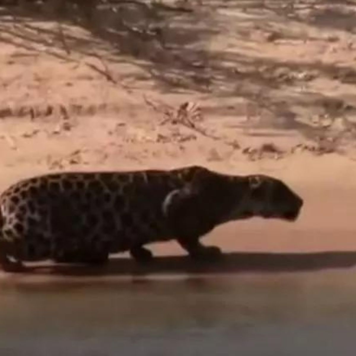  Capivara dorme no ponto e onça põe a mesa 