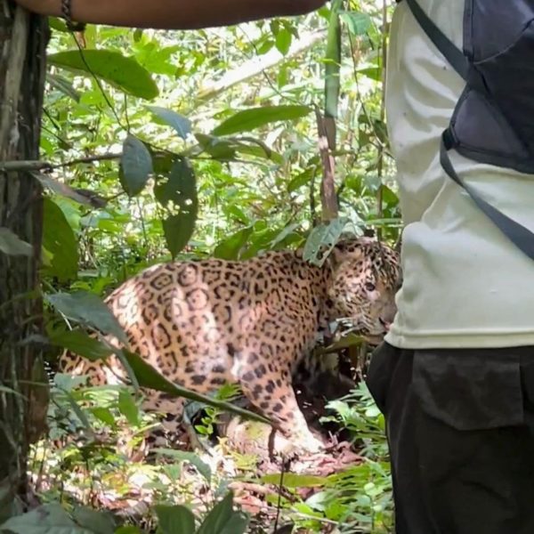 Guia turístico é atacado por onça-pintada na Amazônia