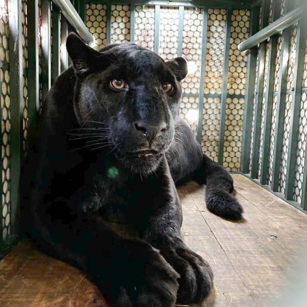  Pantera Negra Cacau já está em novo recinto no Zoológico de Curitiba 