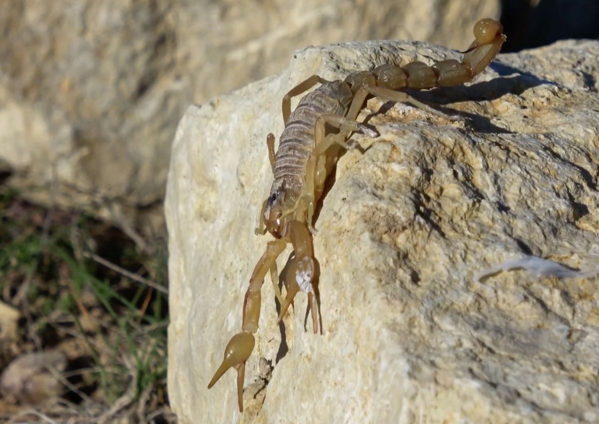 Escorpião amarelo da Palestina é extremamente perigoso