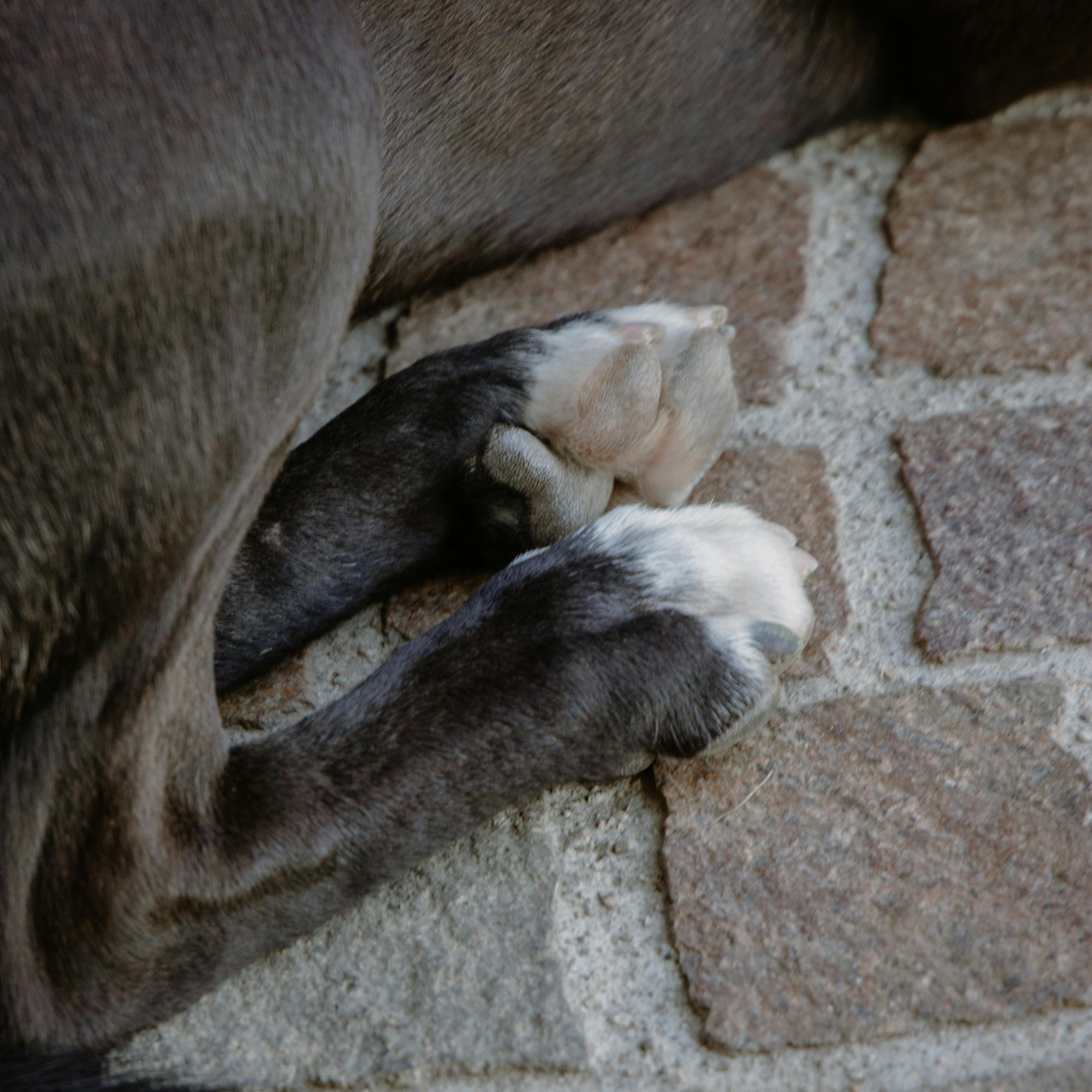  homem mata filhotes de cachorro paraná 